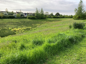 Photo of meadow grass area at Halesbarne Lane, Haverhill Photo of meadow grass area at Halesbarne Lane, Haverhill