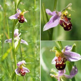 Photos of orchids in grass at Nowton Park Photos of orchids in grass at Nowton Park