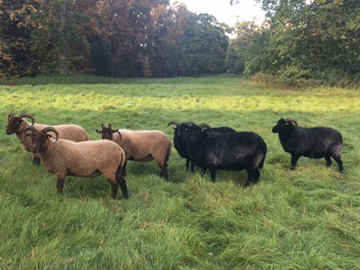 Photo of sheep grazing in Nowton Park Photo of sheep grazing in Nowton Park
