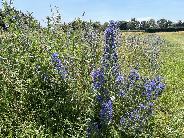 Wildflowers at Aspal Close Nature Reserve Wildflowers at Aspal Close Nature Reserve