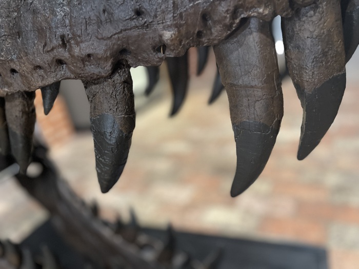 The jaws of a T-Rex at Moyse's Hall Museum in Bury St Edmunds The jaws of a T-Rex at Moyse's Hall Museum in Bury St Edmunds