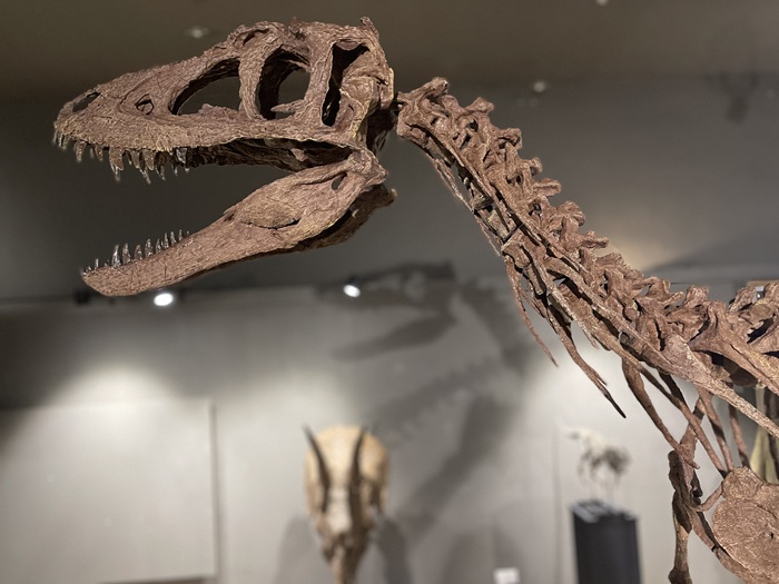Prehistoric Beasts open at Moyse's Hall Museum on 3 May 2025 - Evie the young T-Rex is pictured. Prehistoric Beasts open at Moyse's Hall Museum on 3 May 2025 - Evie the young T-Rex is pictured.