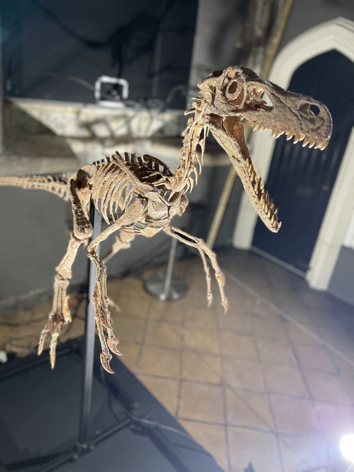 A Velociraptor skeleton at Moyse's Hall Museum in Bury St Edmunds A Velociraptor skeleton at Moyse's Hall Museum in Bury St Edmunds