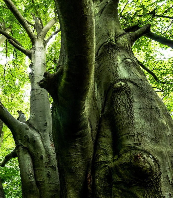 One of the images from Brandon Country Park that features in the new exhibition by Geoff Price One of the images from Brandon Country Park that features in the new exhibition by Geoff Price