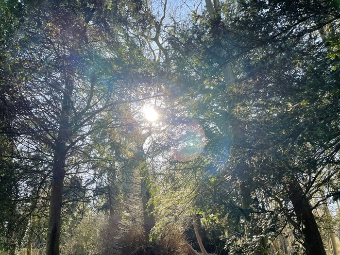 The sun through the tree canopy at Nowton Park The sun through the tree canopy at Nowton Park