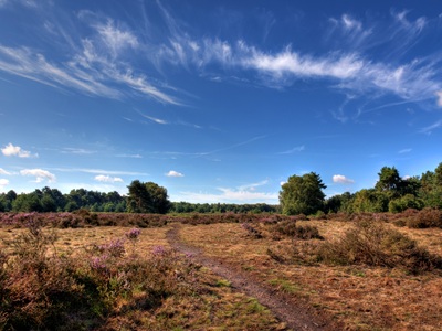 Nature recovery plan aims to revive Suffolk's wildlife